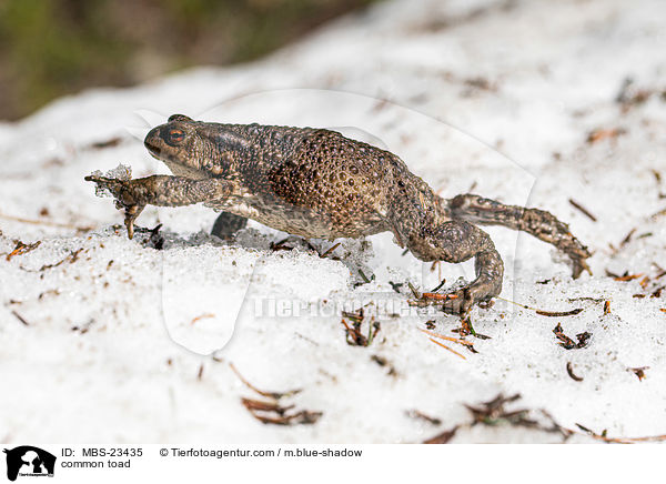 common toad / MBS-23435