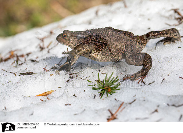 common toad / MBS-23436