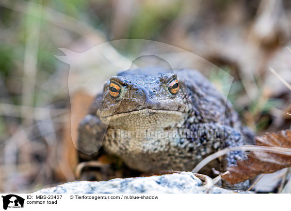 common toad / MBS-23437