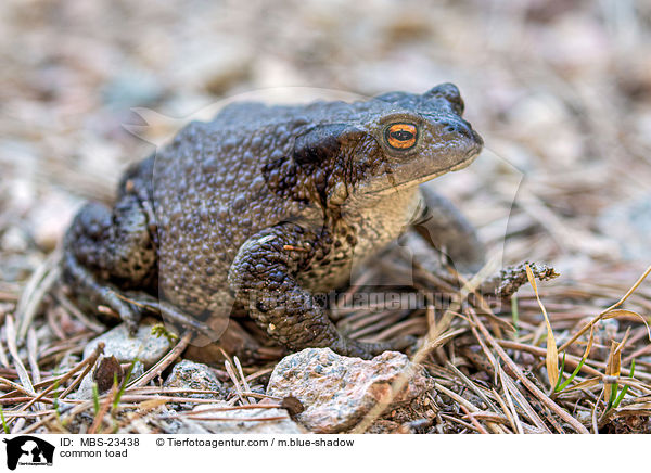 common toad / MBS-23438