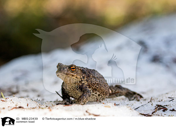 Erdkrte / common toad / MBS-23439