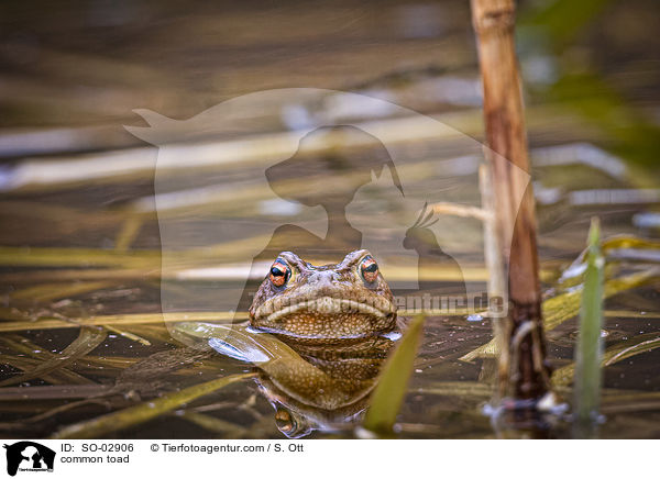 common toad / SO-02906