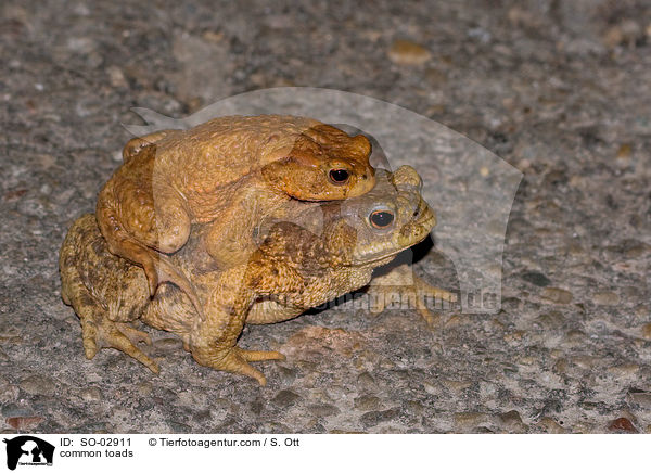 Erdkrten / common toads / SO-02911