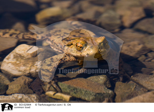 Erdkrte / common toad / SO-02984