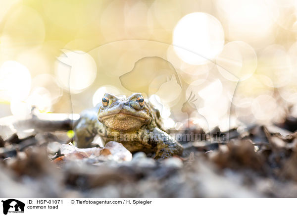 Erdkrte / common toad / HSP-01071