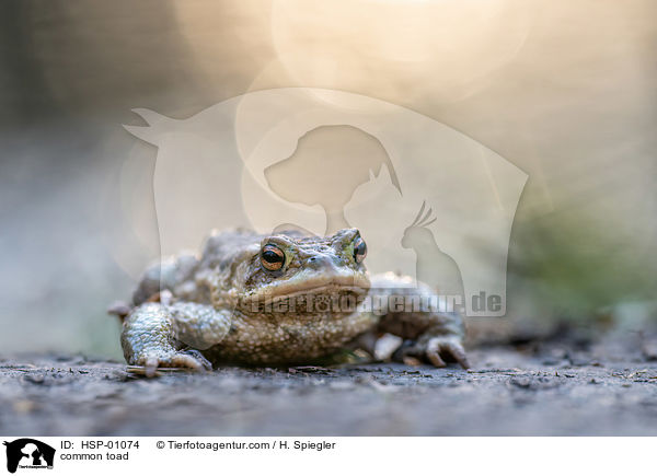 Erdkrte / common toad / HSP-01074
