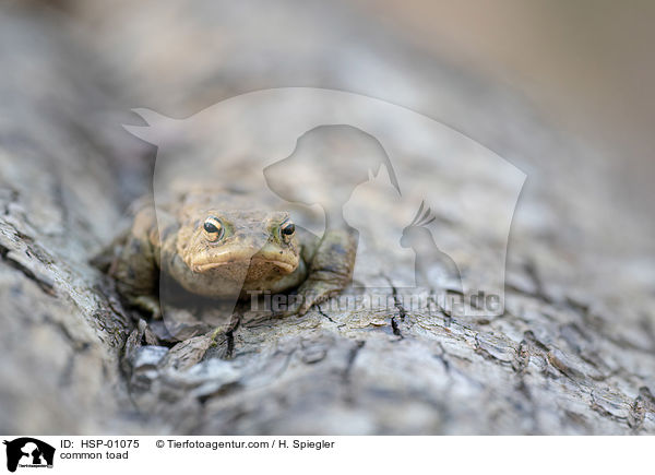 common toad / HSP-01075
