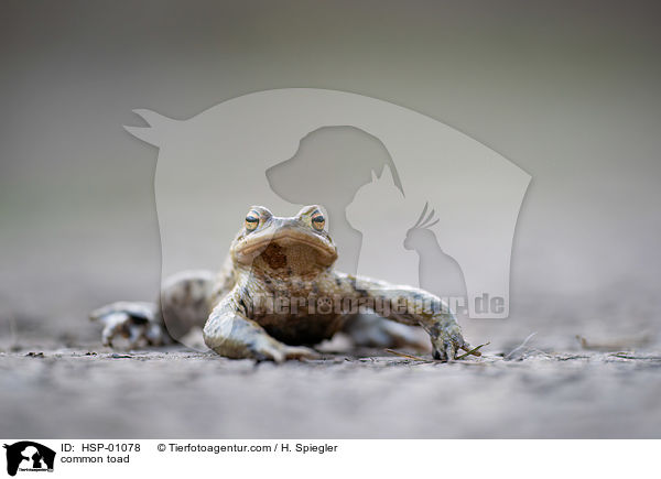 Erdkrte / common toad / HSP-01078