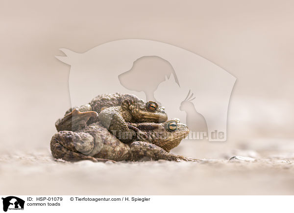 common toads / HSP-01079