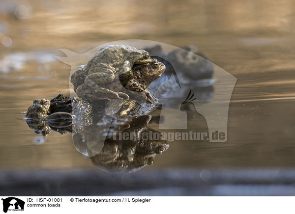 common toads / HSP-01081