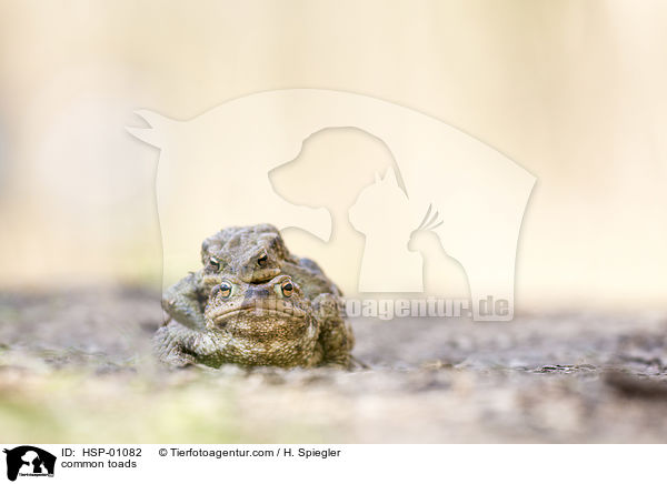 Erdkrten / common toads / HSP-01082