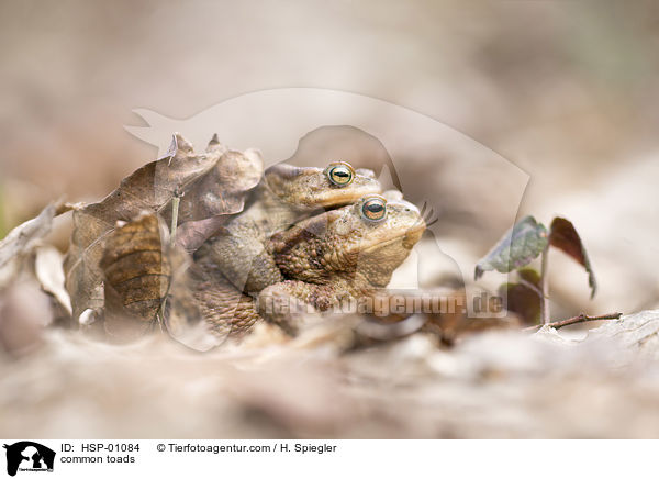 Erdkrten / common toads / HSP-01084