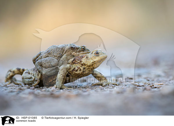 Erdkrten / common toads / HSP-01085