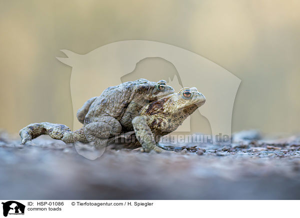 Erdkrten / common toads / HSP-01086