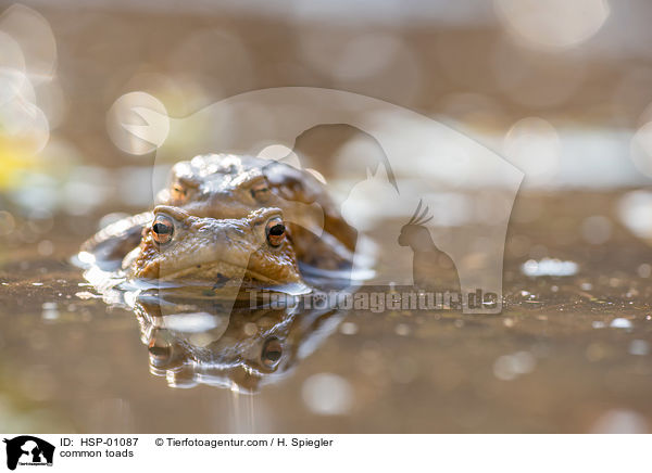 Erdkrten / common toads / HSP-01087