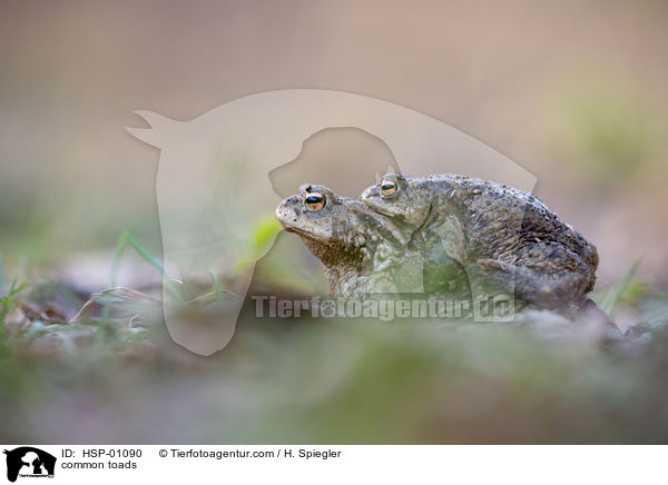 common toads / HSP-01090