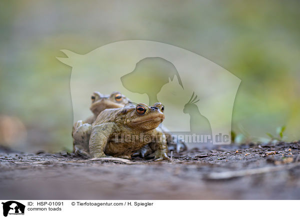 Erdkrten / common toads / HSP-01091