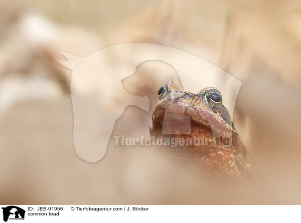 Erdkrte / common toad / JEB-01956