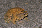 copulating toads