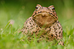 European toad