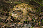 common toads