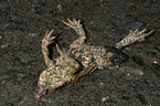 dead common toad