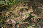 common toads