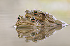 toads