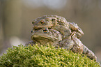 common toads