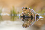 european toad