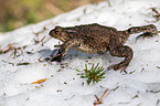 common toad