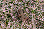common toads