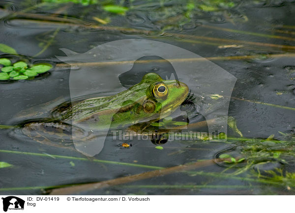 Wasserfrosch / frog / DV-01419