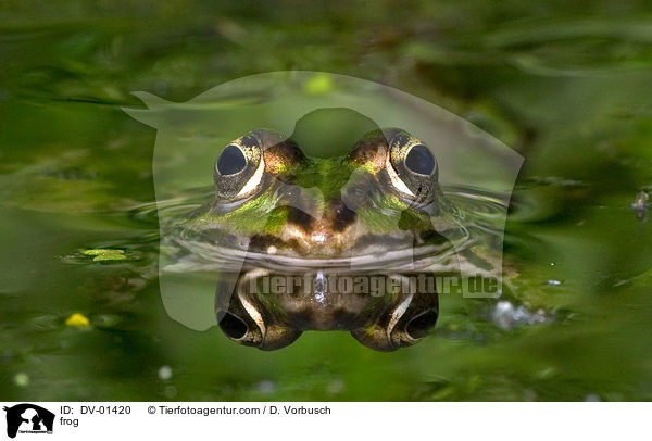 Wasserfrosch / frog / DV-01420
