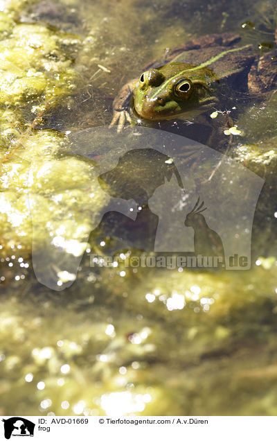 Wasserfrosch / frog / AVD-01669