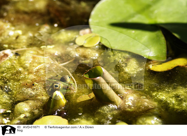 frog / AVD-01671