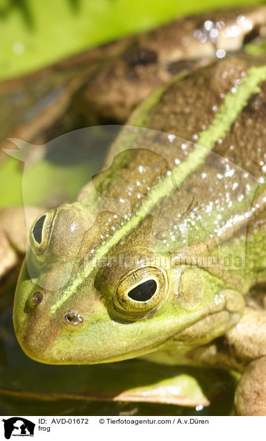 frog / AVD-01672