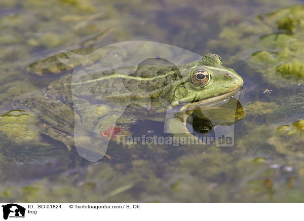 Wasserfrosch / frog / SO-01824