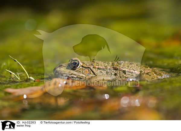 water frog / HJ-02263