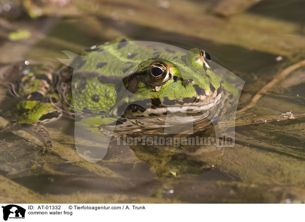 common water frog / AT-01332