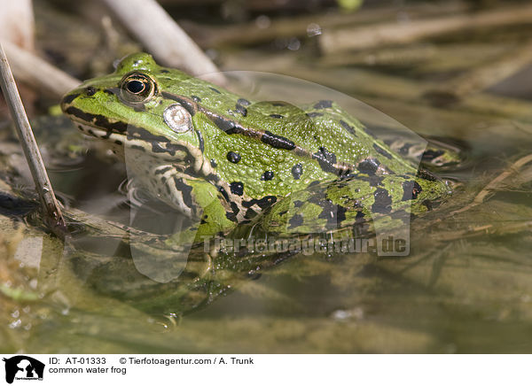 Wasserfrosch / common water frog / AT-01333