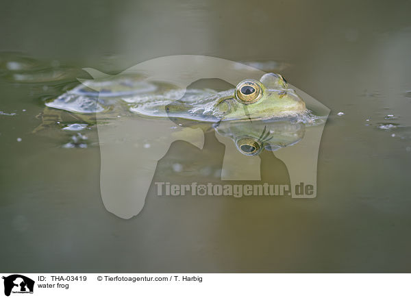 Wasserfrosch / water frog / THA-03419