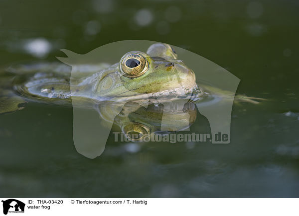 water frog / THA-03420