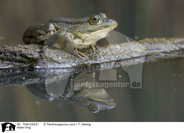 water frog / THA-03421