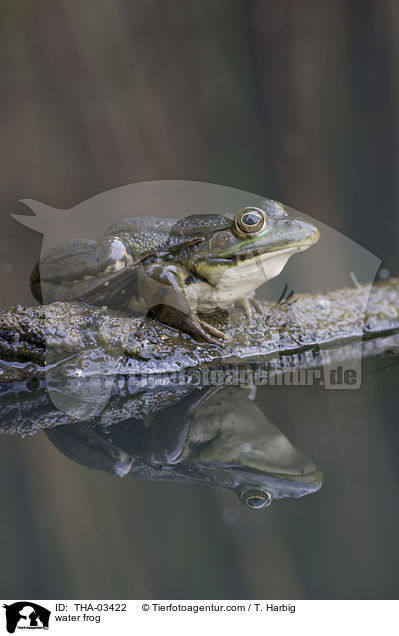 Wasserfrosch / water frog / THA-03422