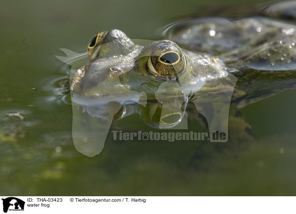 Wasserfrosch / water frog / THA-03423