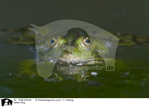 Wasserfrosch / water frog / THA-03424