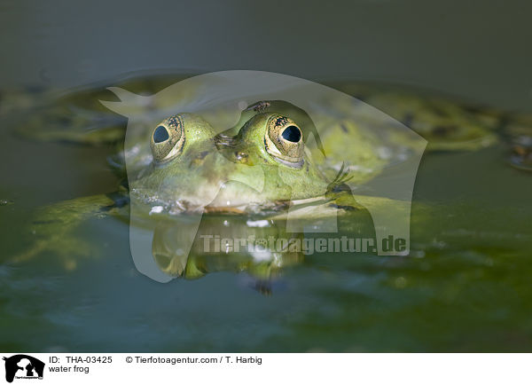 Wasserfrosch / water frog / THA-03425