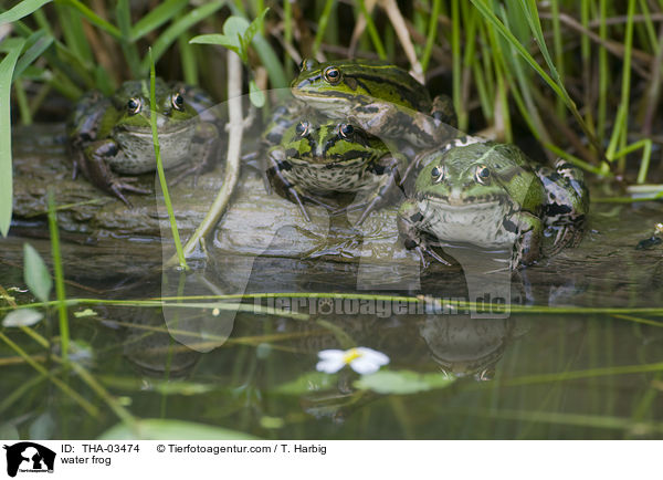 Wasserfrosch / water frog / THA-03474