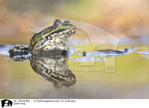 Wasserfrosch / green frog / DV-02582